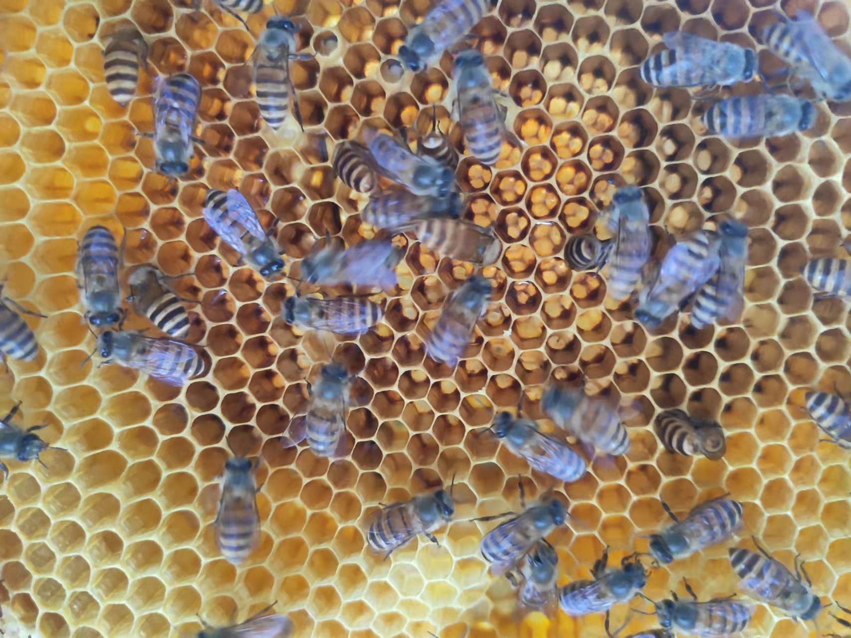 pic